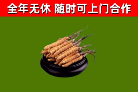 白山回收散虫草