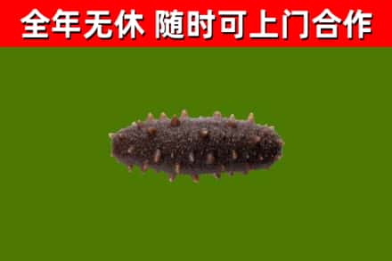 白山回收海参干